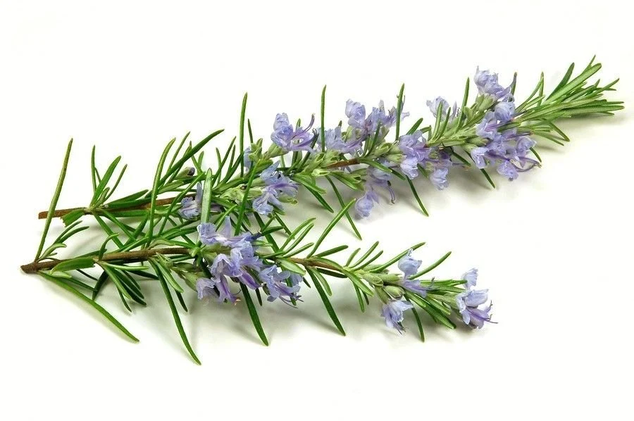 Ružmarin eterično ulje ružičasta sapunica 115g